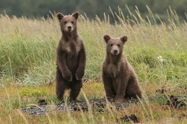 Picture of two bear cubs in a grassy field